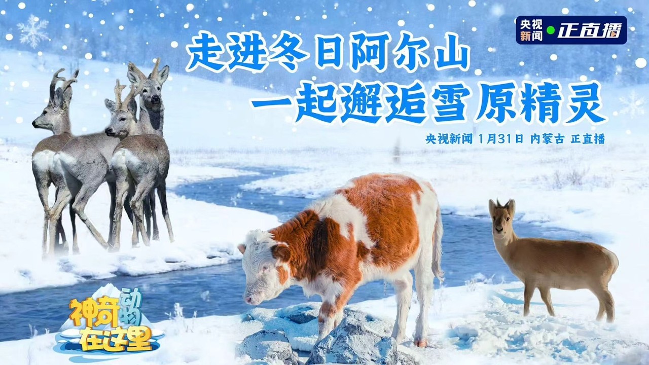 🔴【LIVE直播】走進冬日阿爾山　一起邂逅雪原精靈｜2025.01.31 