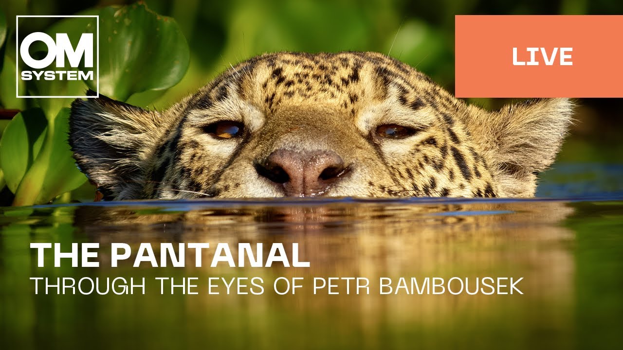 English | The Pantanal through the eyes of Petr Bambousek