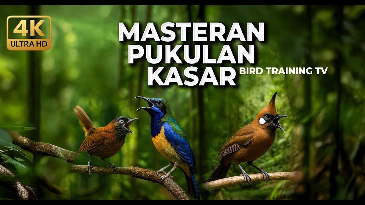 🔴 Live Masteran Terbaik Roll Tembak Pukulan Kasar Cucak Cungkok Kenari Cililin dan Tepus Kepala Abu