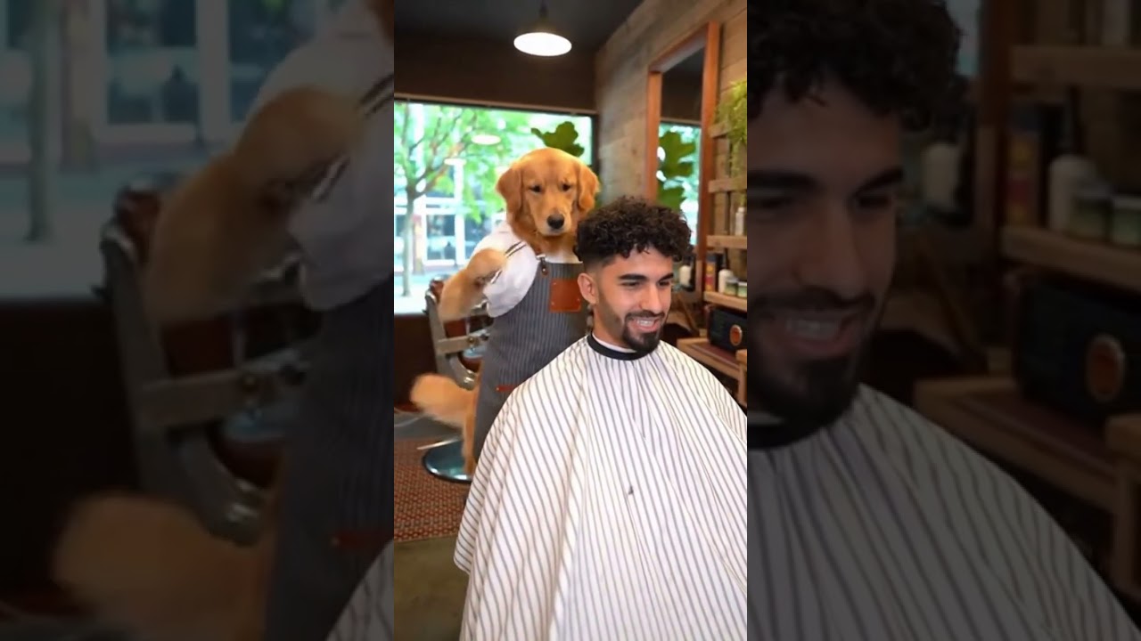 Golden singing barber 2 