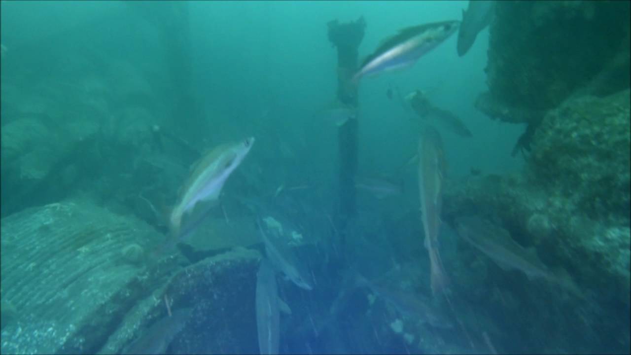 Somali wreck dive, The Farnes