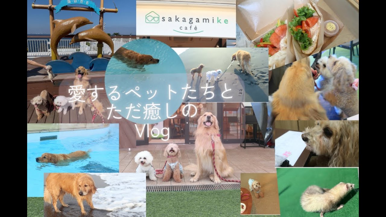 【vlog】愛するペットたちと旅行してきて海の前のホテルでただ癒しの時間を過ごした