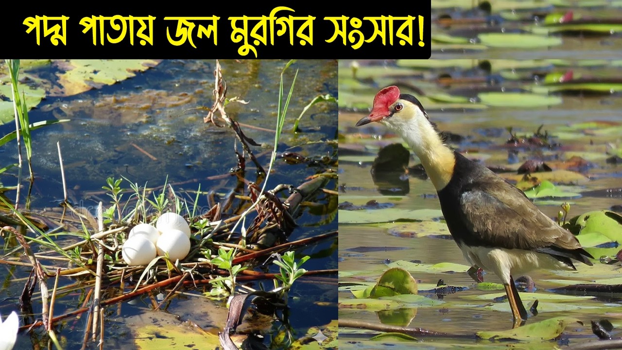 জল মুরগির জীবন কাহিনী | Bird story-225 | The Life Story of Comb-crested Jacana Bird