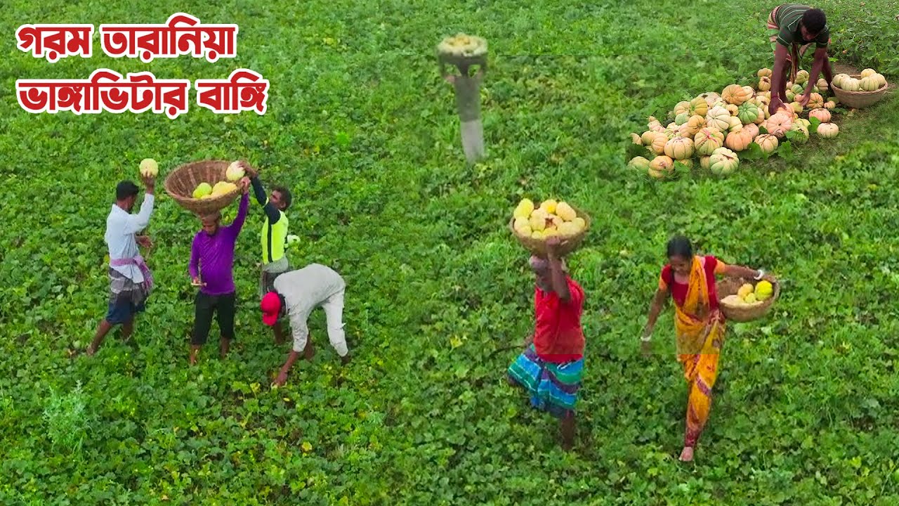নবাবগঞ্জের ভাঙ্গাভিটায় বাঙ্গি চাষ || Panorama Documentary