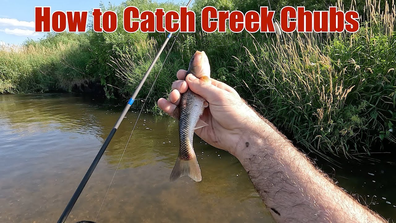 Creek Fishing Tips for Catching Jumbo Creek Chubs