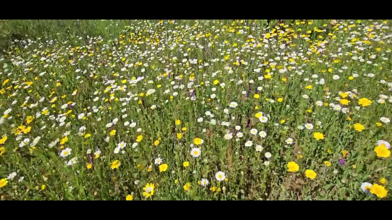 Satılık 1810 m2 bağ yeri