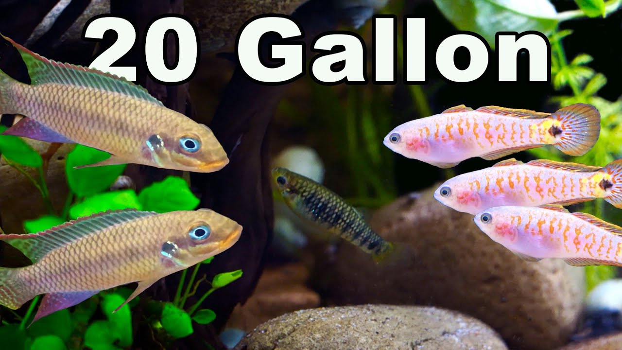 Fish You Can Keep Together in a 20 Gallon Community Aquarium: So Many Options!