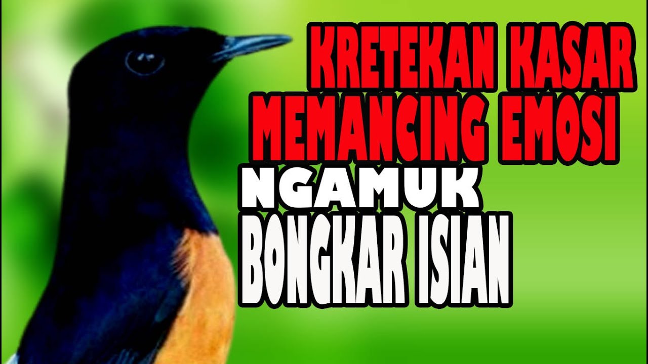 KRETEKAN Kasar  Murai batu Macet Stres Malas Bunyi .. LANGSUNG EMOSI BONGKAR ISIAN
