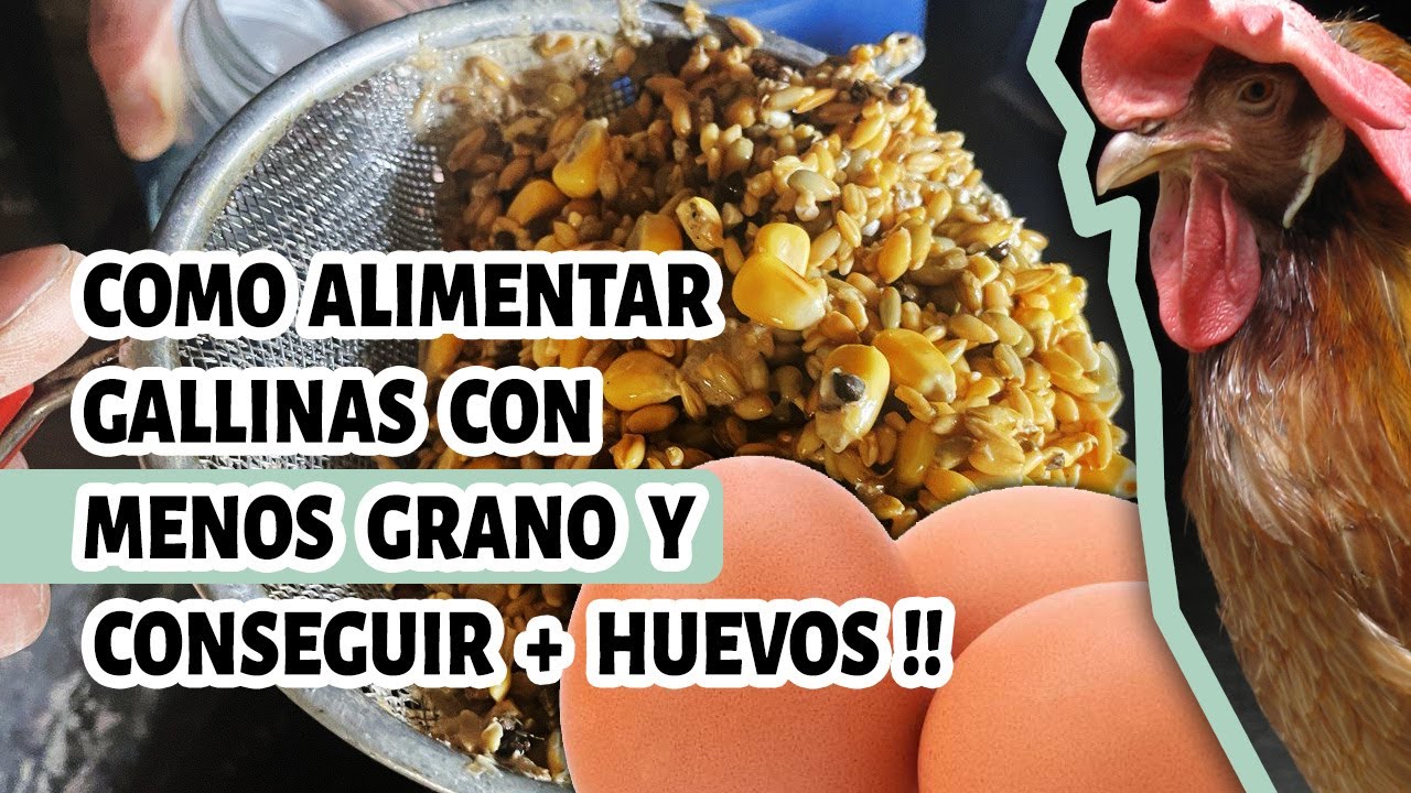 Como alimentar gallinas ponederas y tener más huevos con menos grano