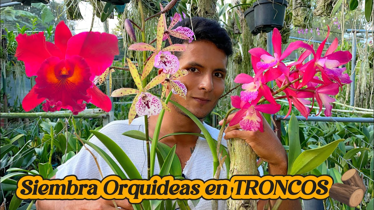 ¿cómo SEMBRAR ORQUIDEA en TRONCO?