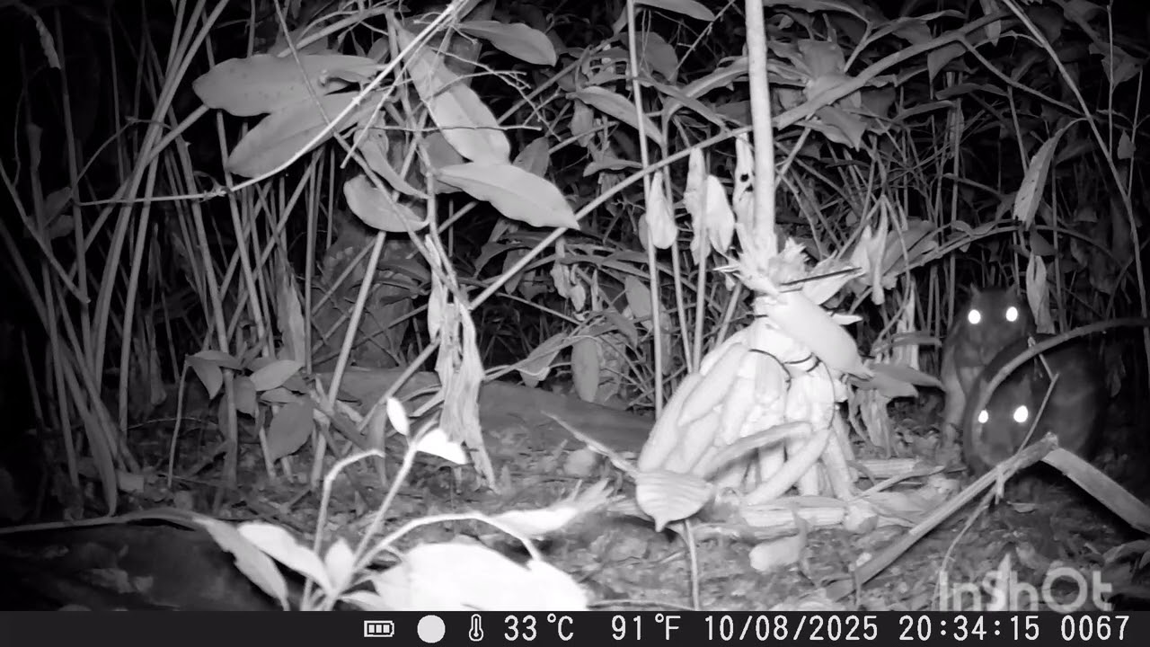 11 de agosto de 2025