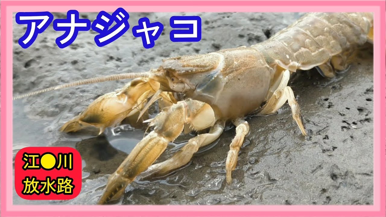 【筆とアナジャコのバトル😎】捕獲できるのか！初心者でもとれる！？😍【取り方解説】【潮干狩り】