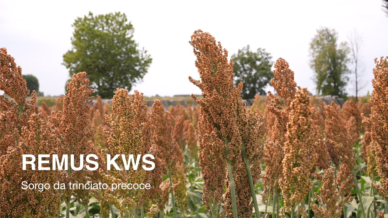 REMUS - Sorgo da trinciato precoce KWS