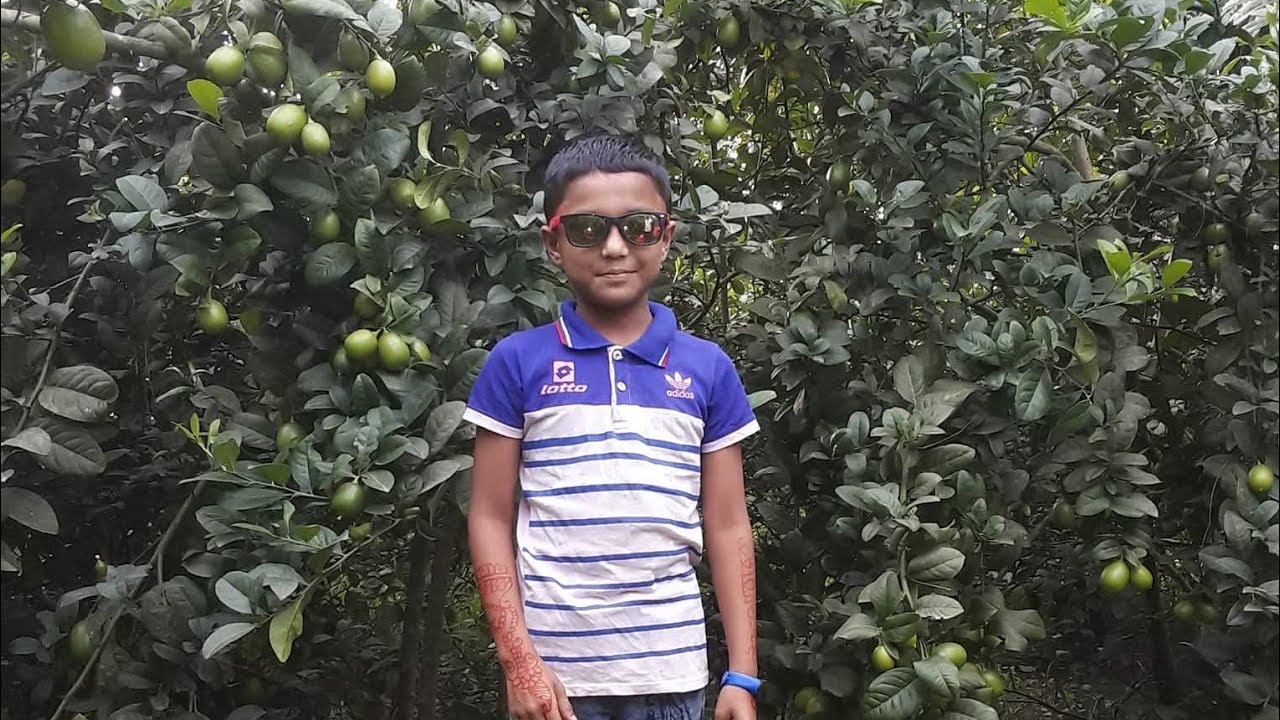 বারমাসি বিচি বিহীন সিডলেস লেবু চারা ডেলিভারি জন্য রেডি করা হচ্ছে চলে যাবে তার নিজের ঠিকানায় 