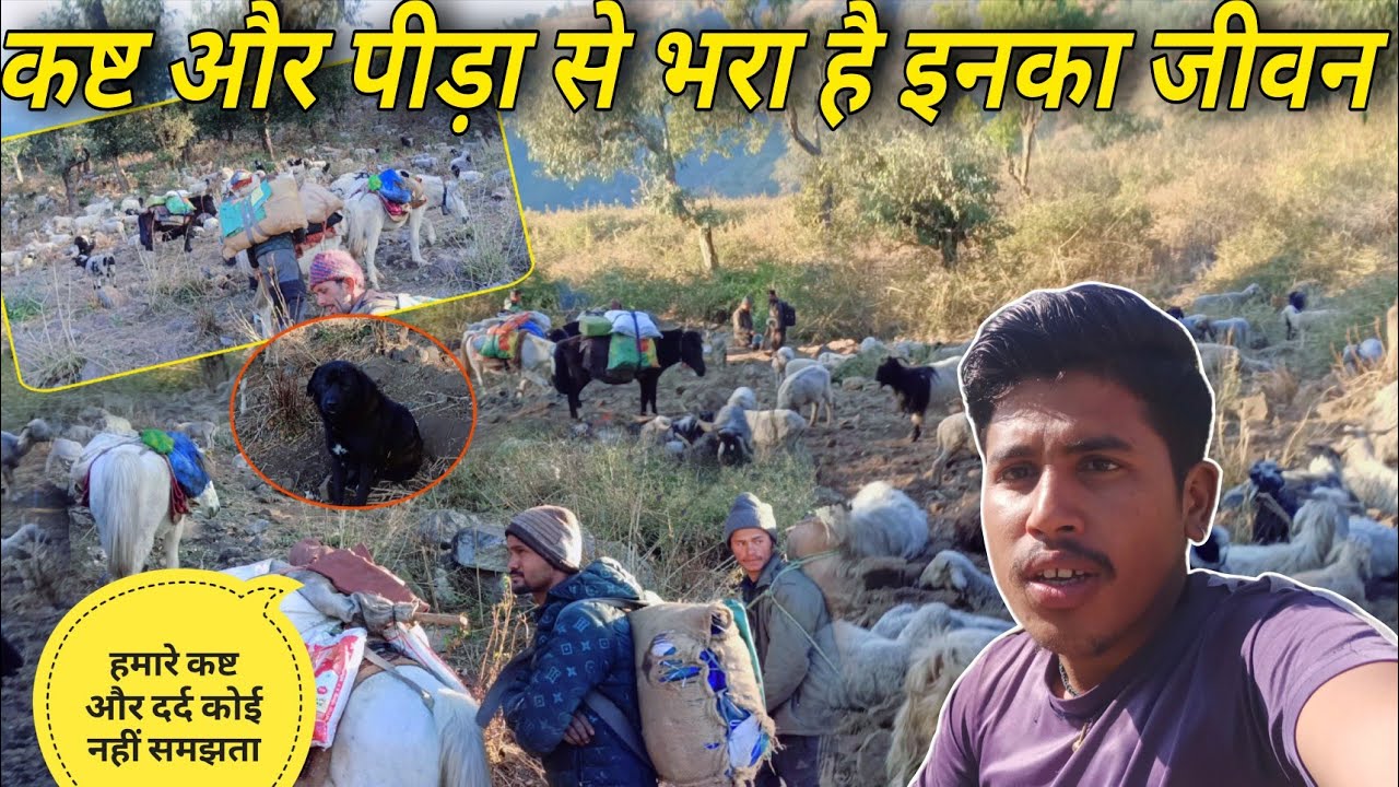 भोटिया लोगों के जीवन कितना कष्टों से भरा है 😥 Pahadi Lifestyle Vlog || Anil || Vlogger R K Pahadi 