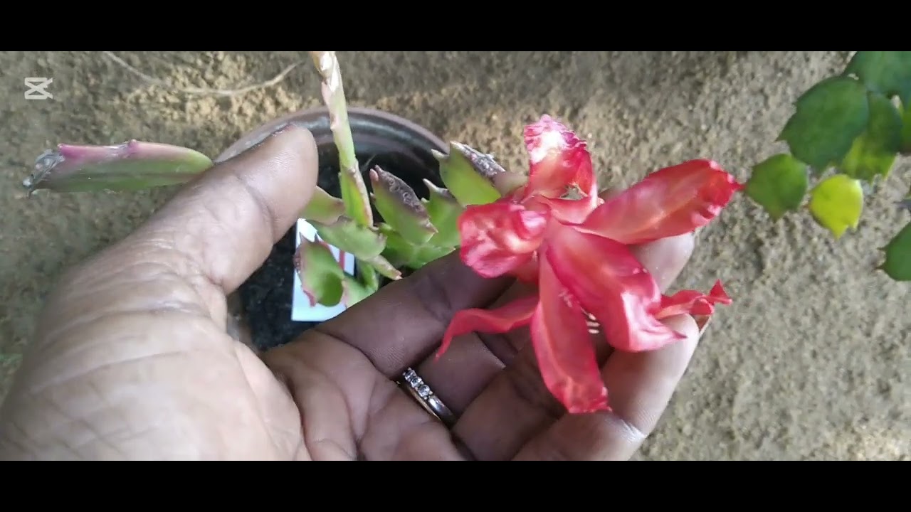 #ඔන්න මම #ගේනවා මගේ# දහනවවෙනි සේල් එක
