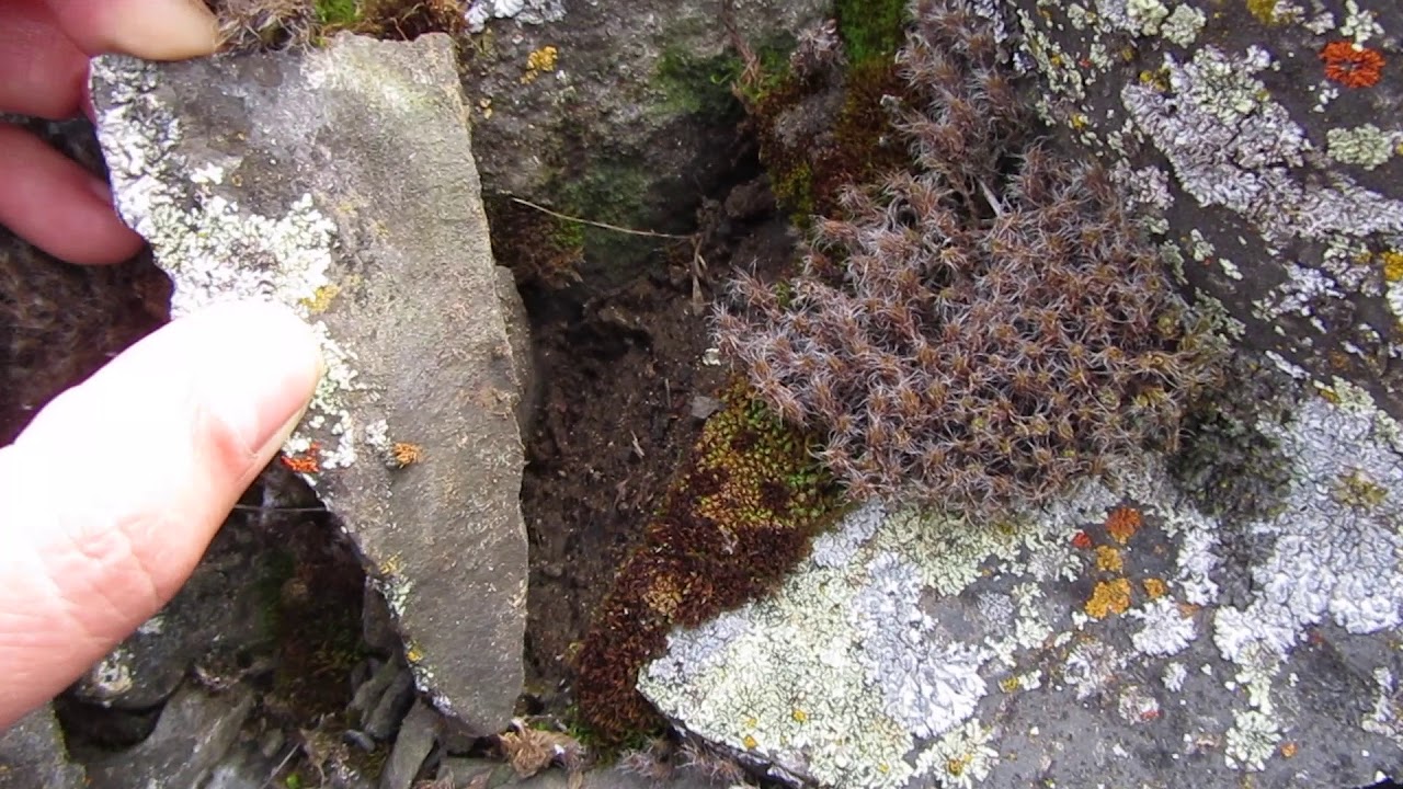 Weathering volcanic rocks--I Can't See the World the Same