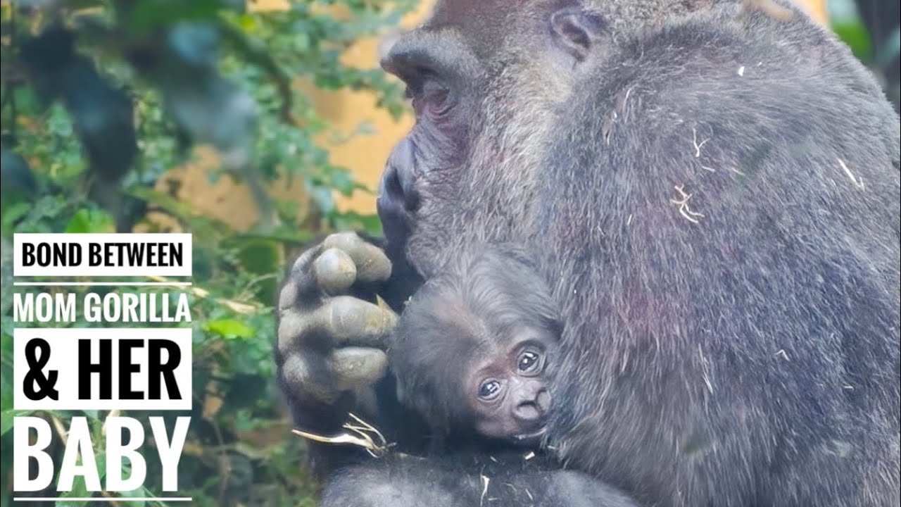No matter what happens, Mom Gorilla cuddles up with her baby | Kyoto City Zoo