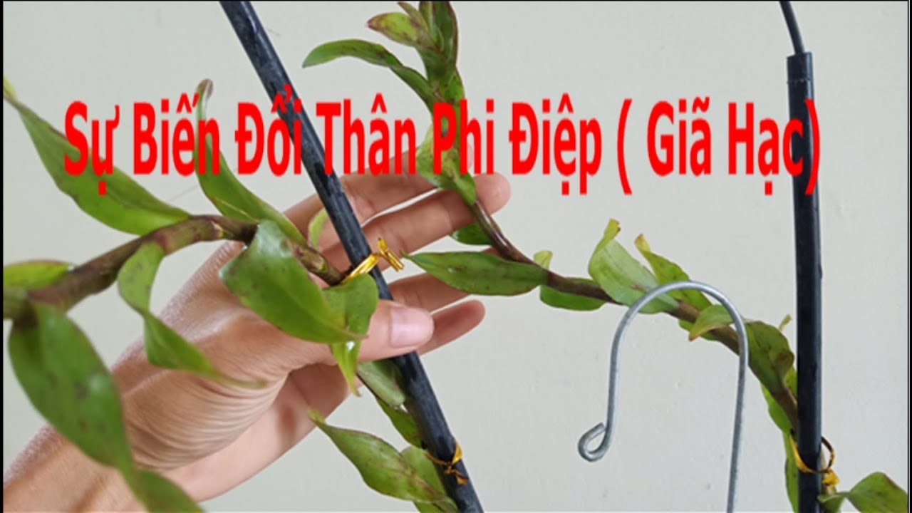 Sự Biến Đổi Sắc Tố Và Hướng Phát Triển Của Thân Phi Điệp ( Giã Hạc)