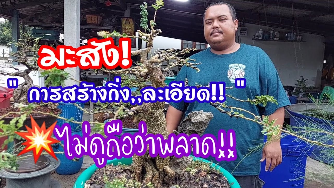 บอนไซ 💥 มือใหม่ต้องรู้ไม่ดูคือว่าพลาด! ให้อย่างละเอียดในการคัดกิ่งเข้าลวดมะสัง 🏠บอนไซบ้านมด