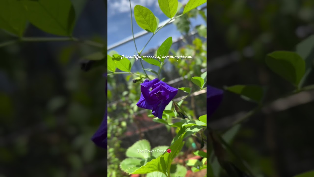a transformative journey💙 #flowers #shorts #blueternatea #bluebellvine #fyp #shortvideo #quotes