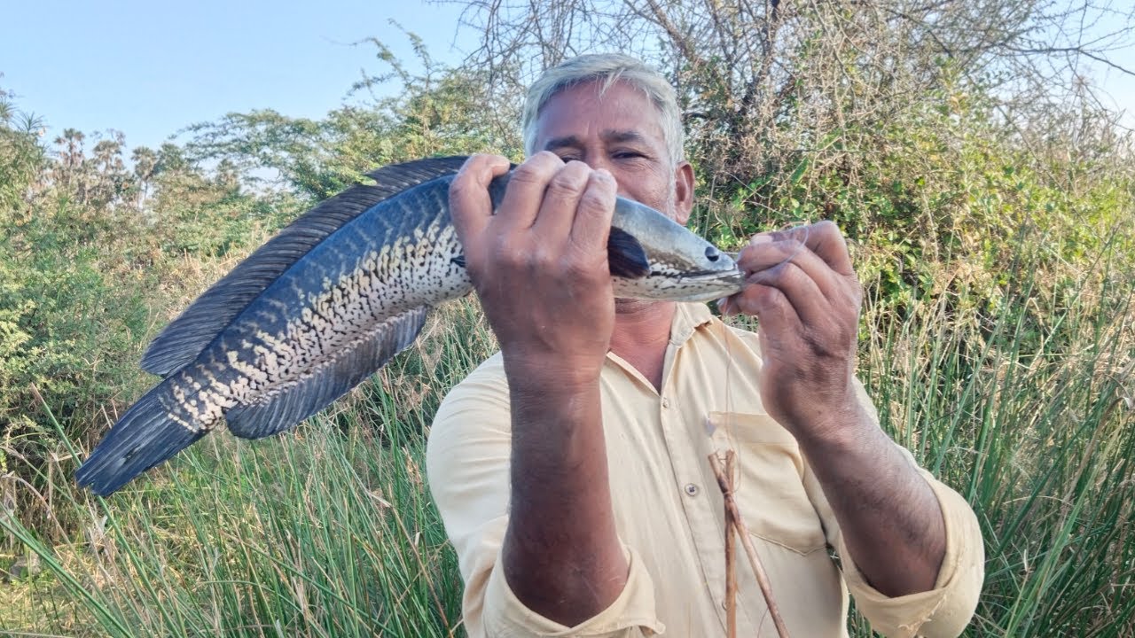 Snakehead  Fish Catching with Hook Tamil பாம்பு தலை மீன் வேட்டை 🦈