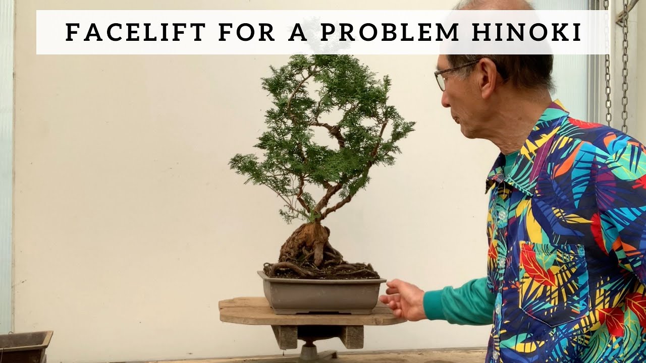Facelift for a problem Hinoki