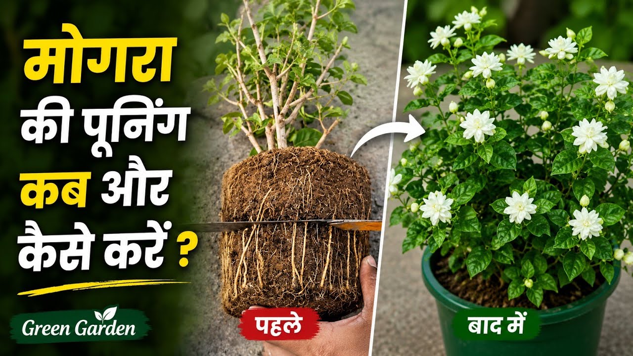 Mogra Plant Pruning Ka Sahi Tarika | Jasmine Plant Repotting & Care
