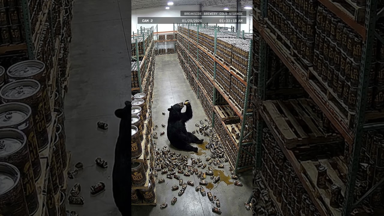 Have you seen this bear?​