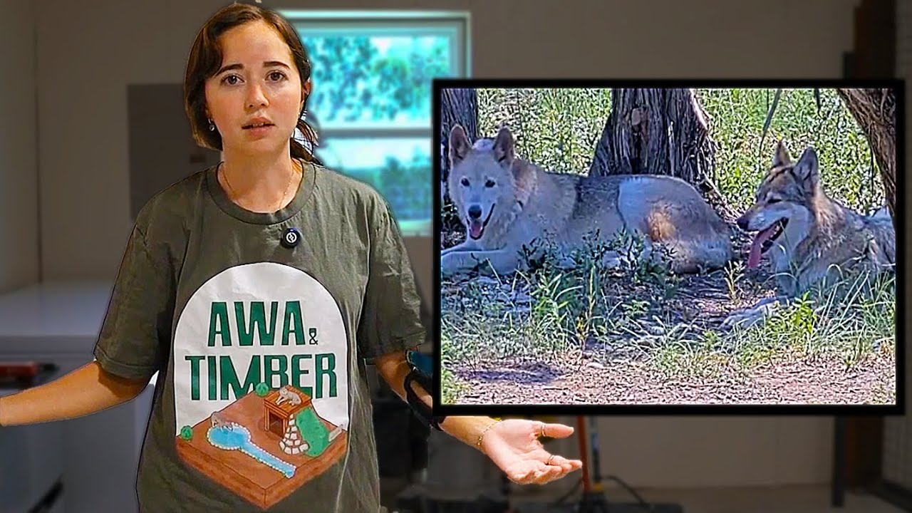 Maya reveals the sad discovery about the wolfdogs at Alveus..