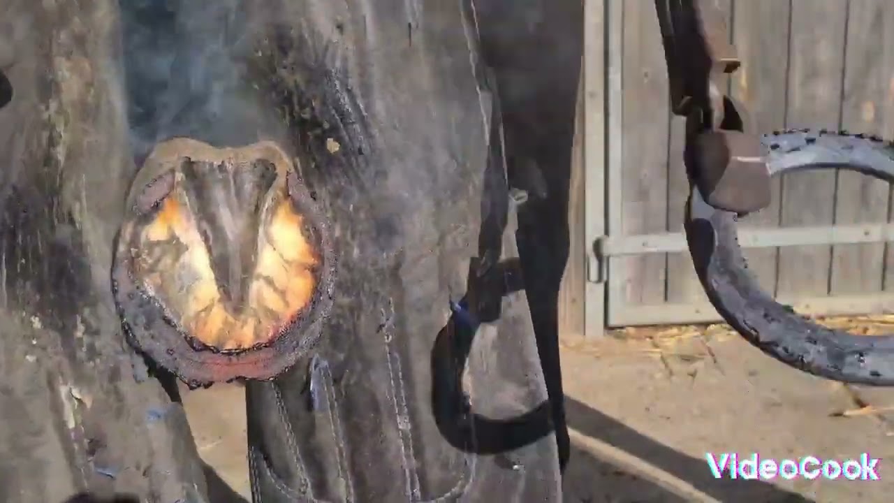 ferrure complète poney club,  horseshoeing satisfying