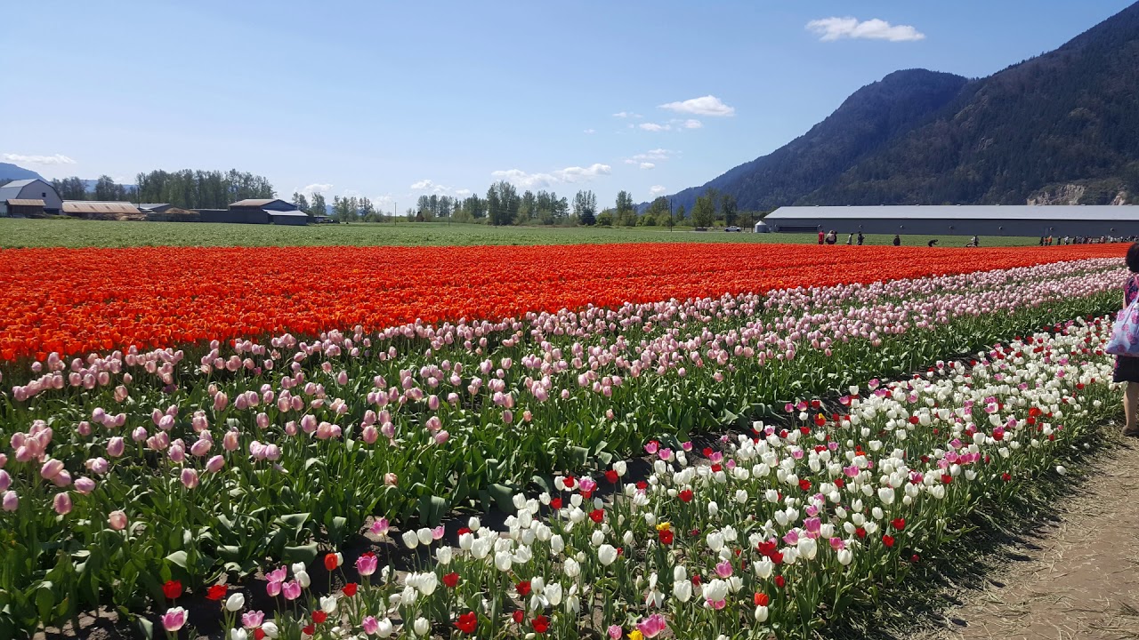 Tulip field/ festival in Chilliwack BC Canada