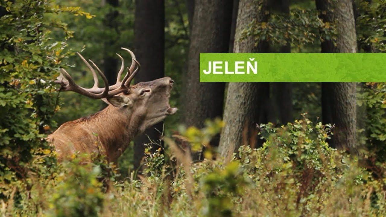 Jeleň