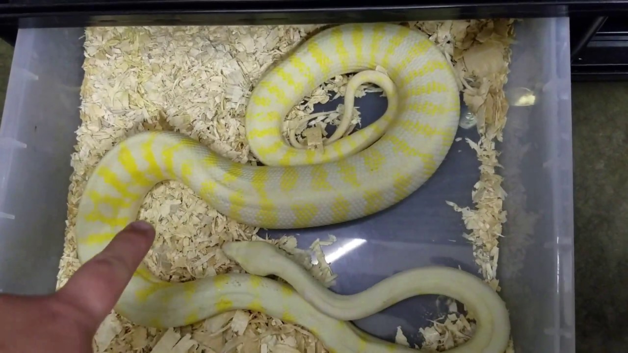 How to tell if a Carpet Python is Ovulating?