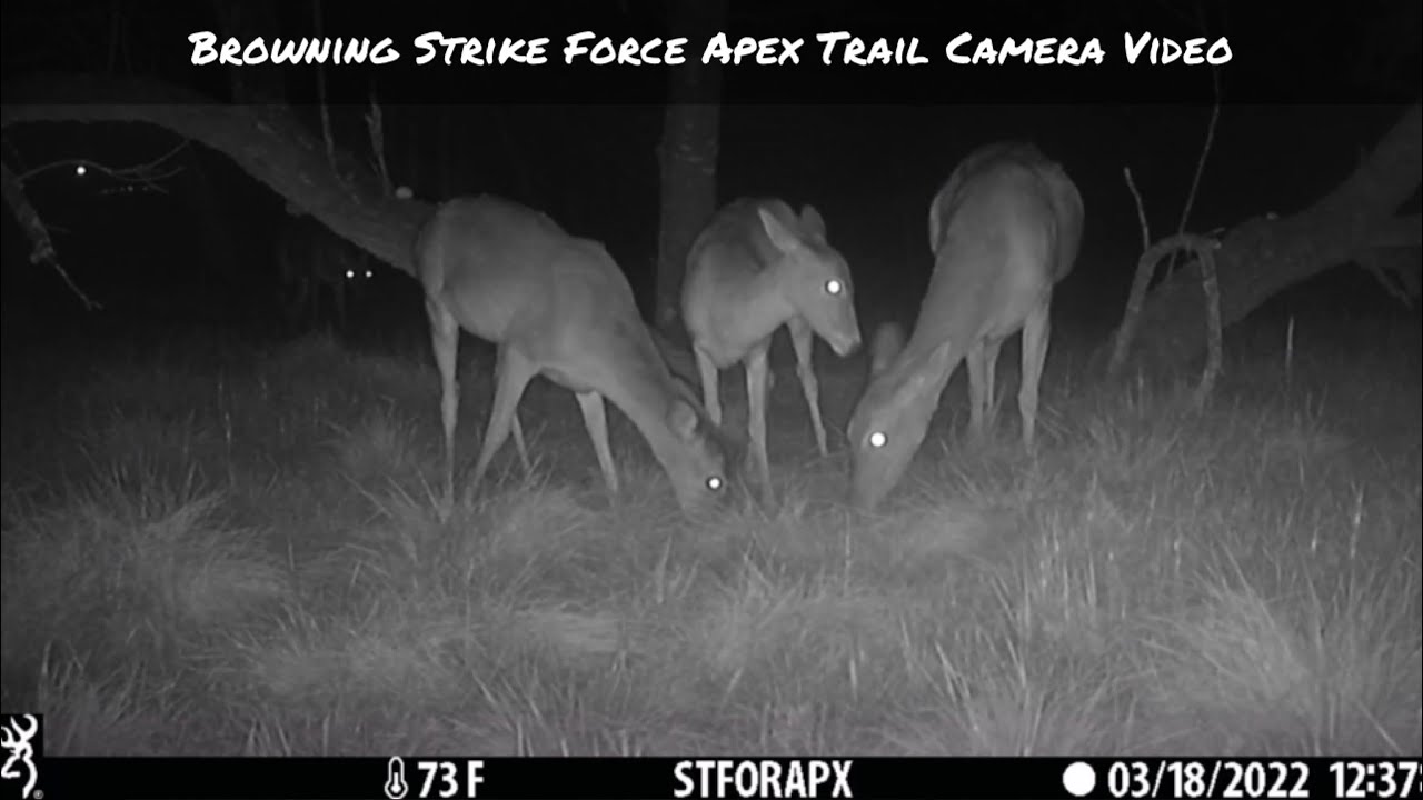 Browning Strike Force Apex Trail Camera Video March 17-18, 2022