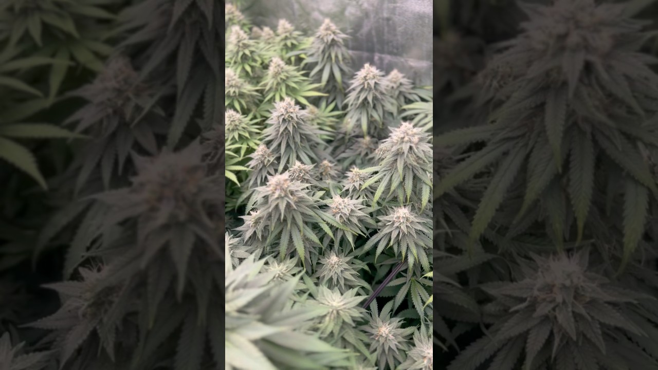 🍒🍓🍇🍎juicy fruit mystery🍉🍑🍊🍋🍍🥭 #growingcannabis #cannabiscommunity #cannabisgrow