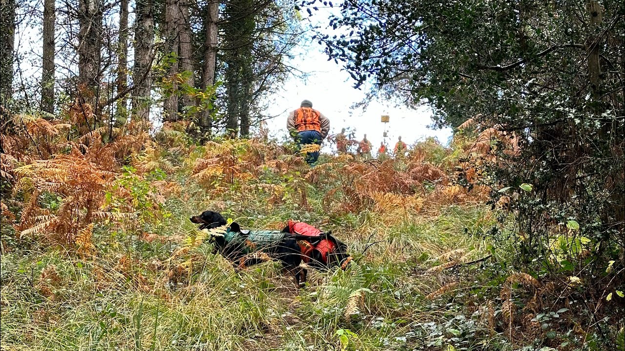 Chasse aux sangliers, fourré des abeilles goutte de Lafon