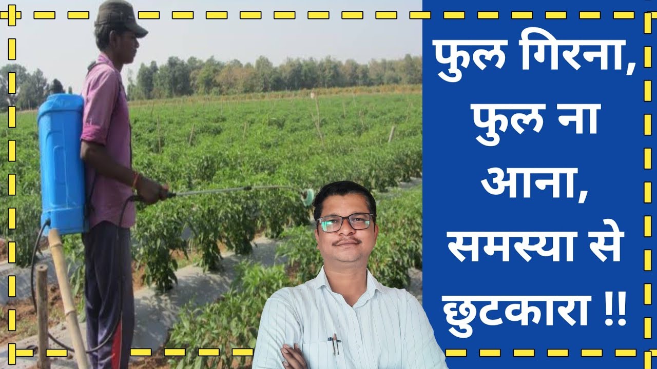 फुल गिरना फुल ना आना सभी समस्याओ से हमेशा के लिए छुटकारा । Flower dropping | flowering tonic