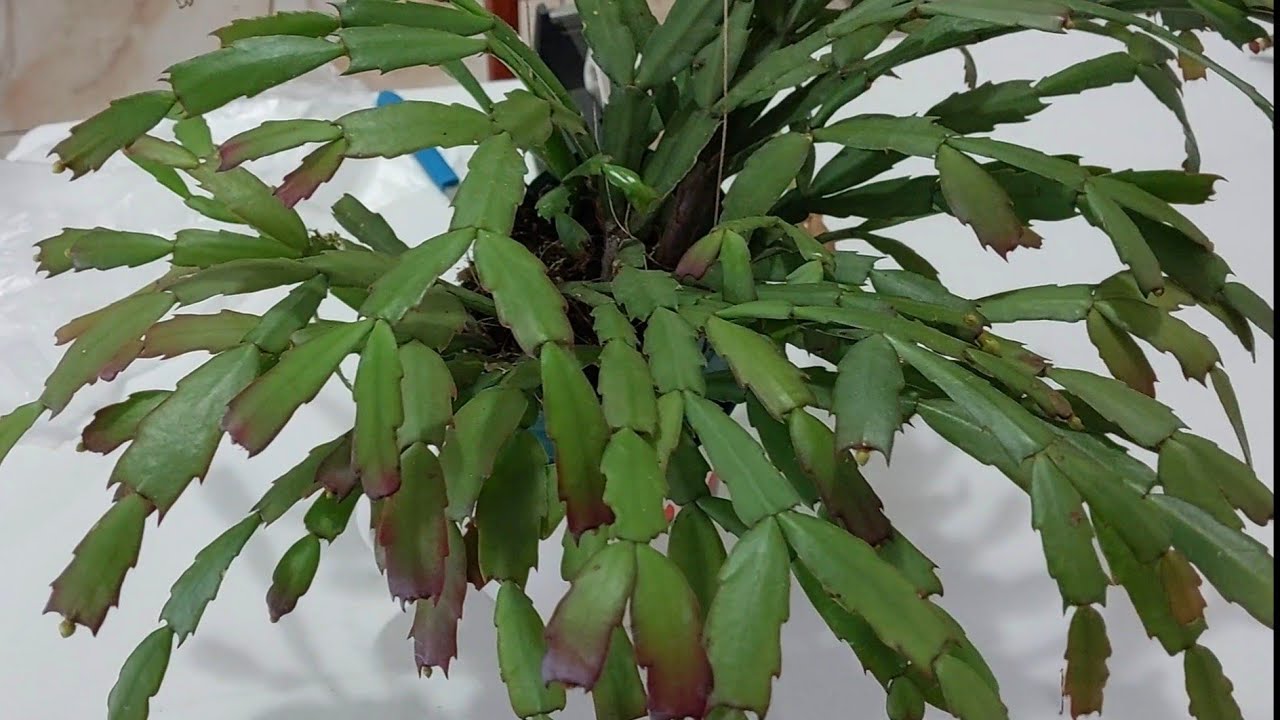 Como enxertar flor de maio na Pitaya. Sua Flor de maio nunca mais vai apodrecer e cair as folhas😲