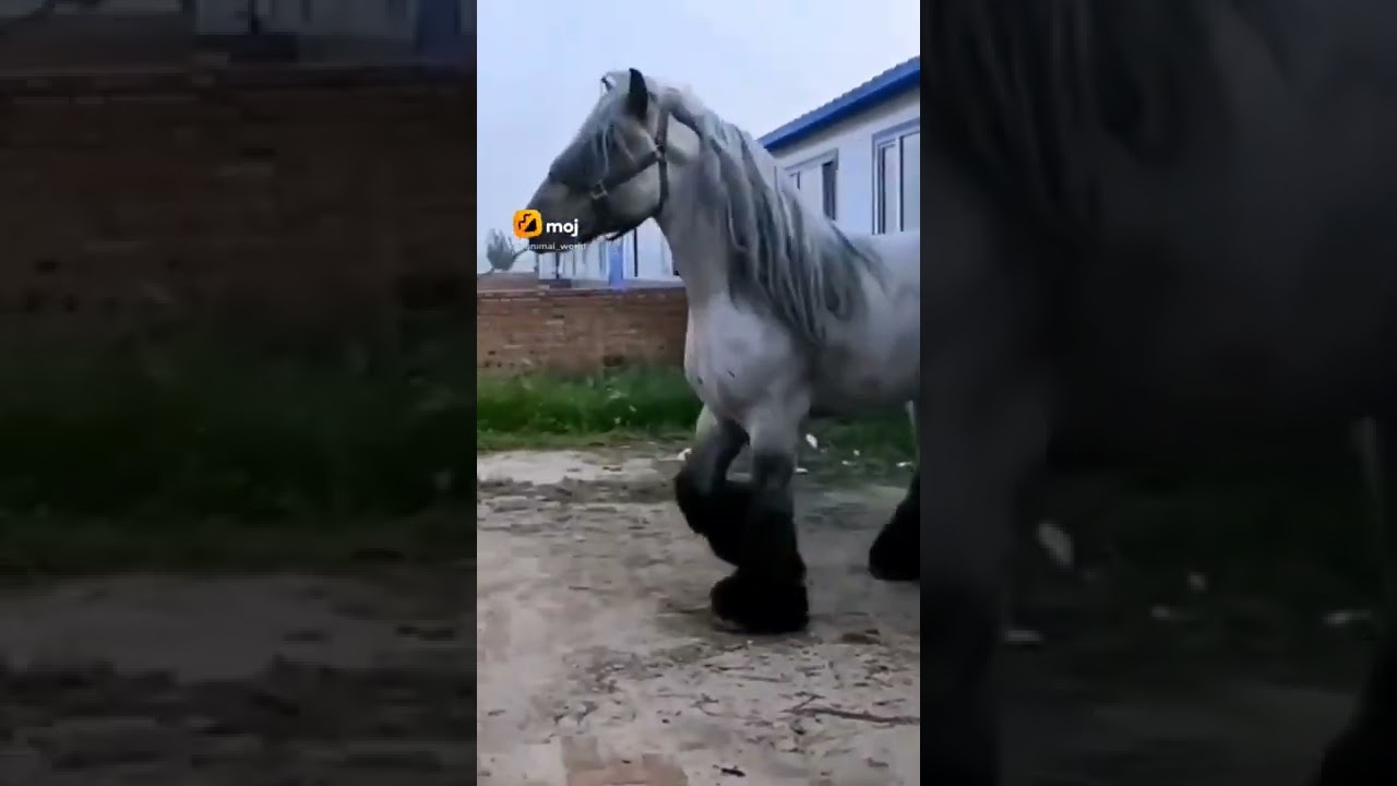 beautiful horse🐎#shorts #horse #moj