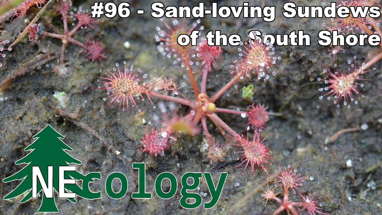 NEcology #96 - Sand-loving Sundews of the South Shore