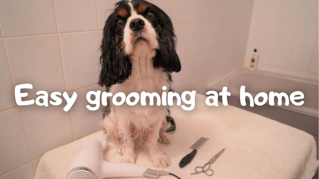 Cavalier King Charles Spaniel. Easy grooming at home.