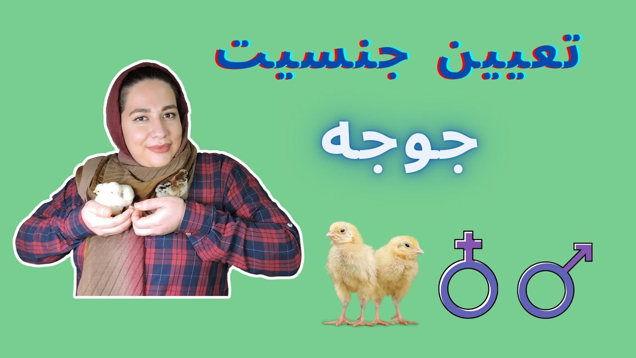 تعیین جنسیت جوجه ها | جوجه مرغ و جوجه خروس و تعیین جنسیت عملی