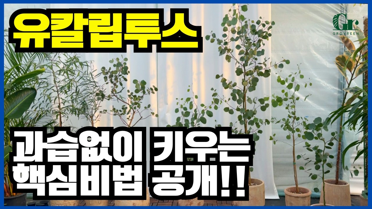 유칼립투스 키우기 모든것 / 유칼립투스 폴리안 과습없이 키우는 법 / 물주기 햇빛 흙배합 뜻 종류 특징  / 유칼립투스 키우기 더이상 겁내지마세요!