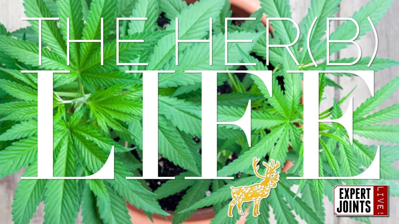 Expert Joints LIVE!: About That Life