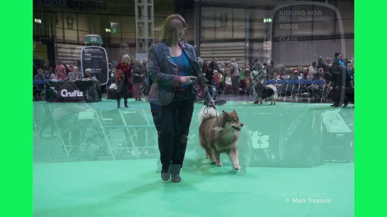 Crufts 2018
