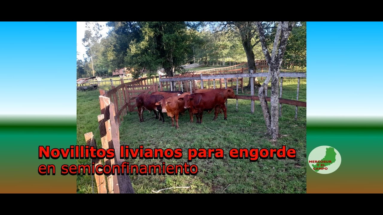 Novillitos livianos para engorde en semiconfinamiento