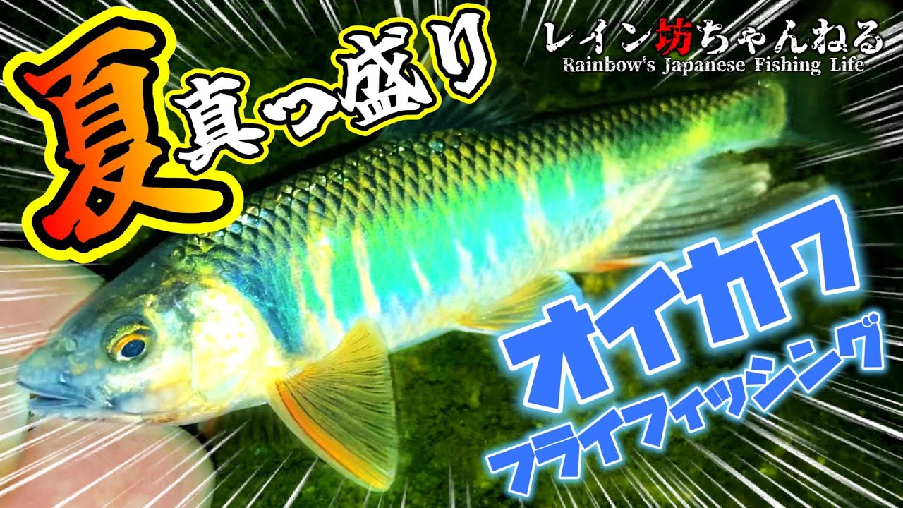 【オイカワ釣り】夏真っ盛り！暑さに負けそうになりながらも釣る！オイカワフライフィッシング【レイン坊ちゃんねる～Rainbow’ｓ Japanese Fishing Life～】