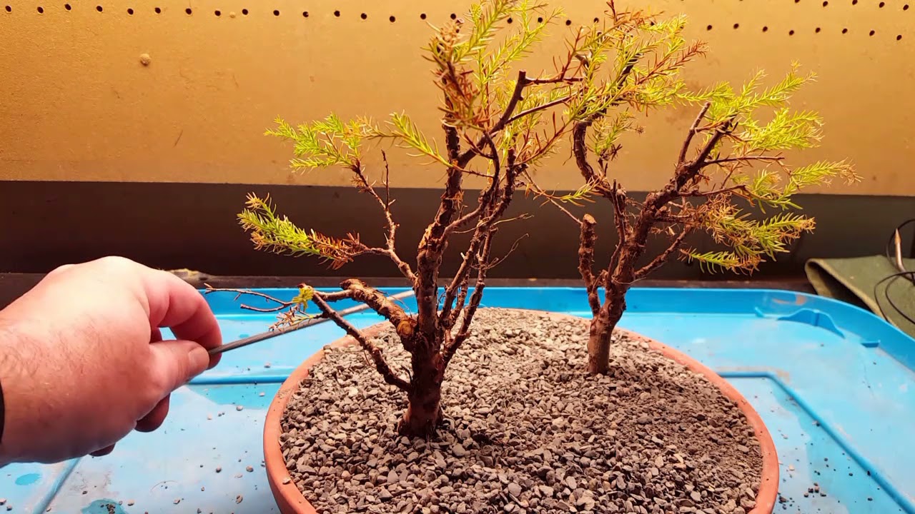 Nursery Stock Thuja Occidentalis Rheingold Beginnings Part 3