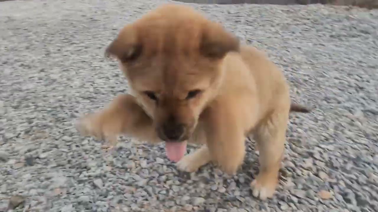 아기진돗개 미미를 이뻐해 주세요.